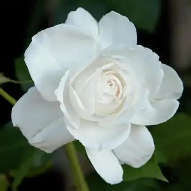 Trandafiri hibrizi Tea - Trandafiri - Annapurna™ - 
